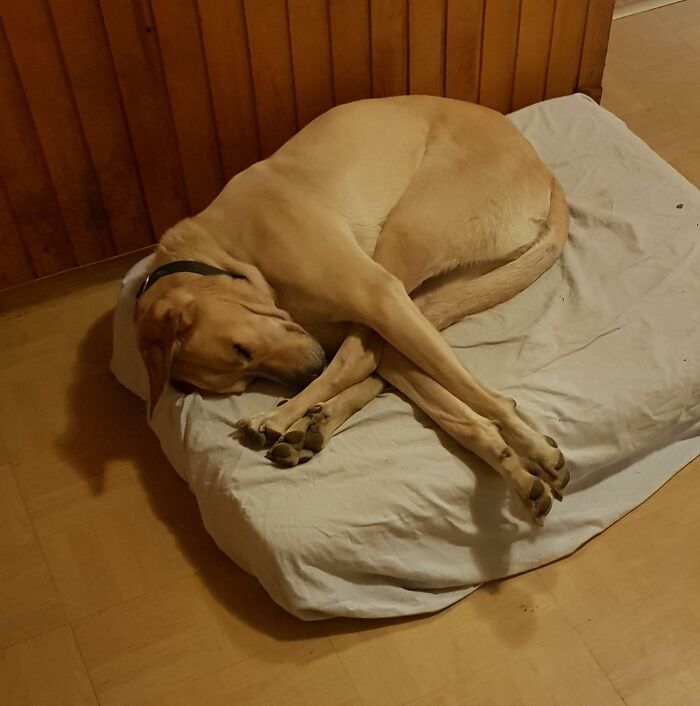 My Dog Sometimes Sleeps Like This
