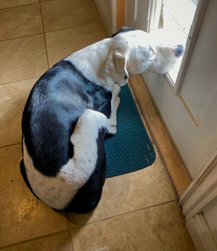 He Takes Naps With His Nose Just Barely Cracking The Dog Door So That He Won’t Miss Any Weird Outside Smells While He Sleeps