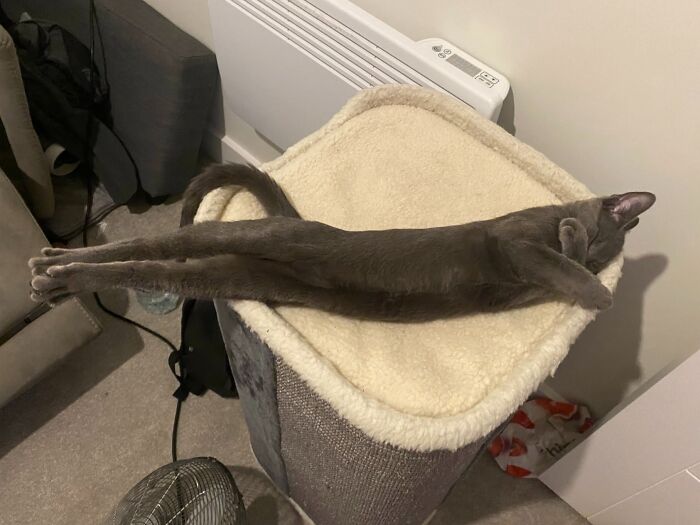 My Cat Likes To Sleep In A Perfectly Straight Line