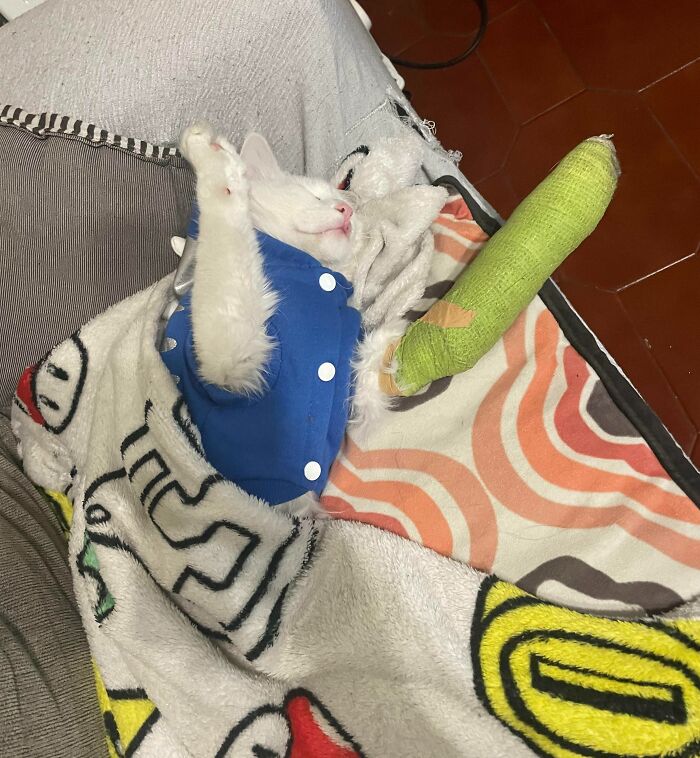 My Cat Was Missing For 3 Days, We Finally Found Him But His Paw Was Broken, This Is How He Sleeps Now