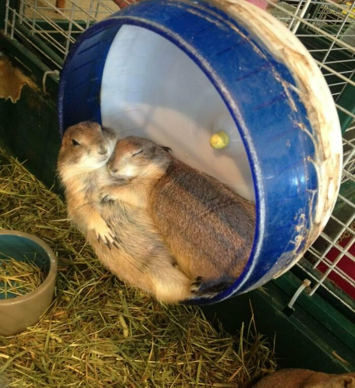 Just Like A Human Relationship