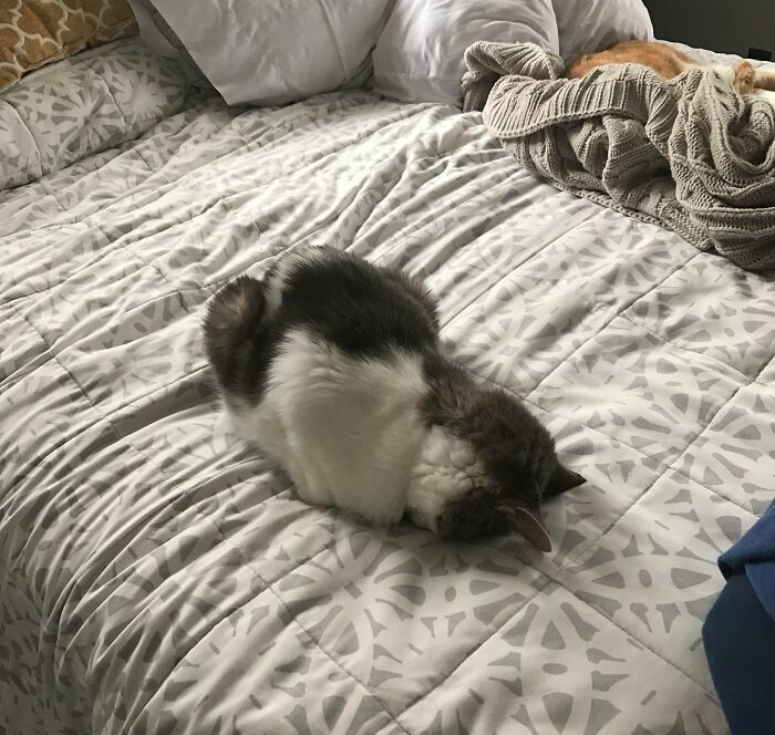 My Cat Likes To Sleep On His Face, Is This Normal?