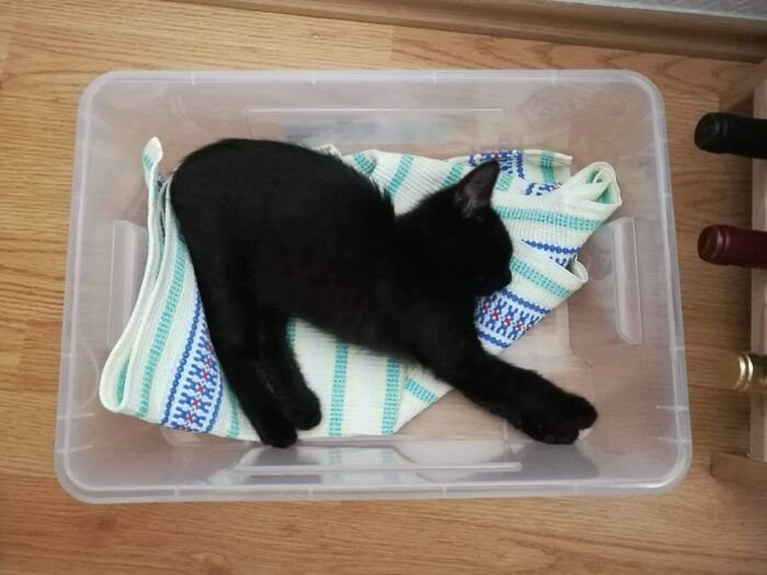 My 2-Month-Old Baby Was Sleeping Like A Cartoon Cat