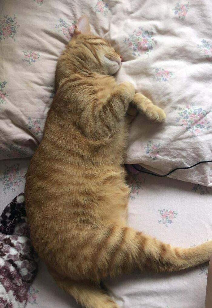 How Do I Stop My Cat From Sleeping On My Pillow?