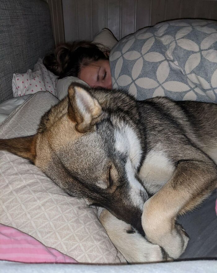 My Significant Other Finally Allowed The Pup To Sleep In The Bed. I Don't Think I'll Ever Get My Half Of The Bed Back