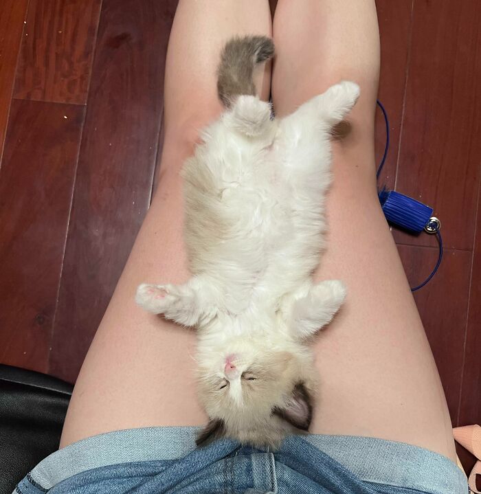 Look At This Smol Kitten Sleeping On My Lap