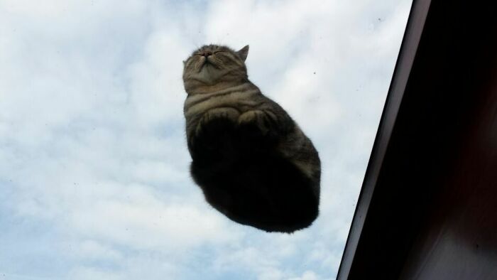 My Mother Just Sent Me This Picture. She Just Woke Up And Had This Fella Sleeping Over Her Bed