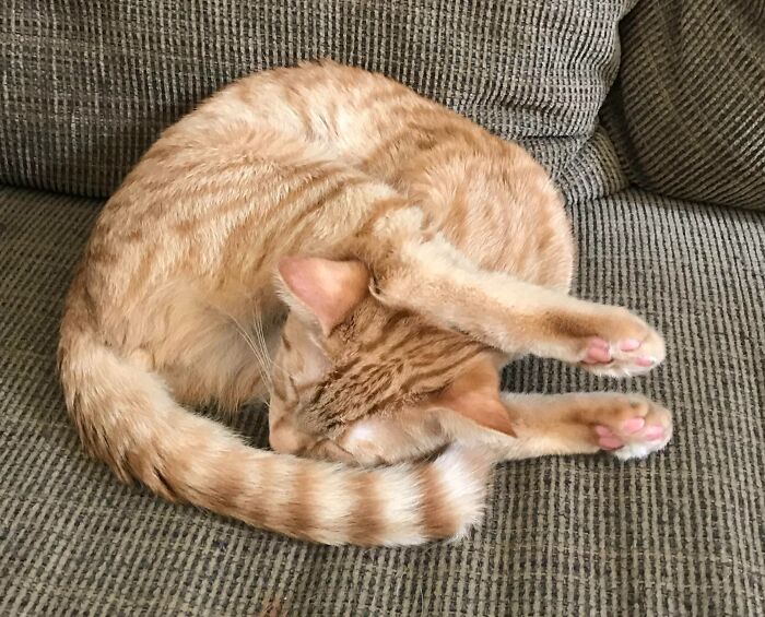 This Is How I Sleep Meow