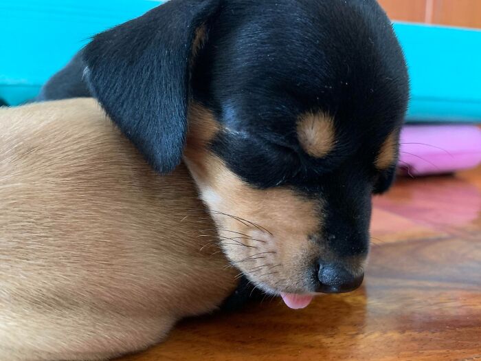 This Is Skittles When She Was About 2 Months Old. We Caught Her Sleeping And Using Her Brother As A Pillow