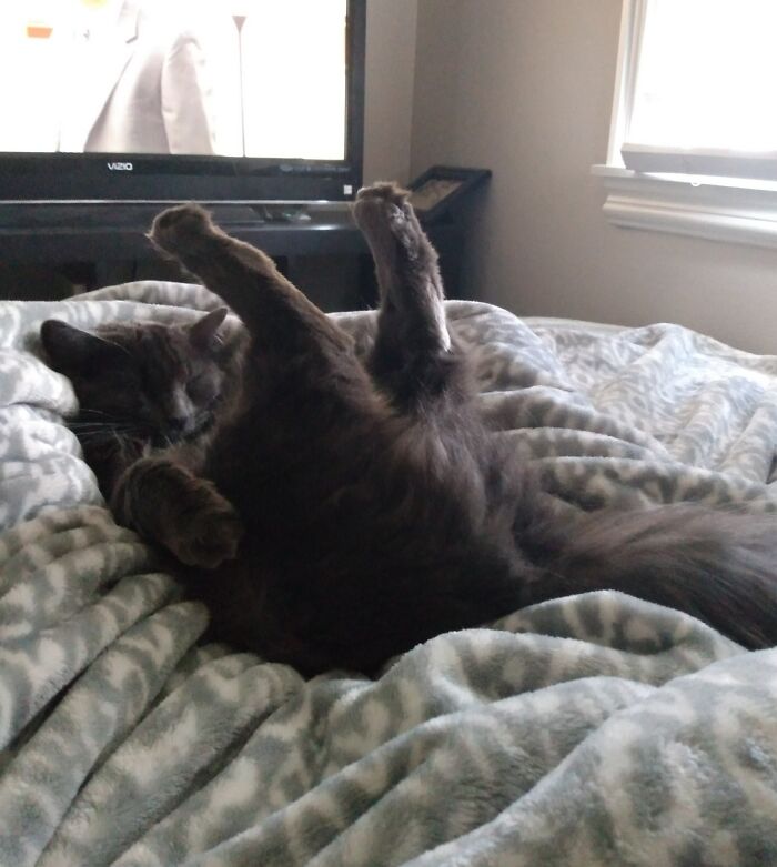 Just Bought An AC. He Sleeps All Day With His Butt Facing It