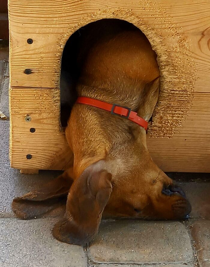 If Only I Could Sleep This Well