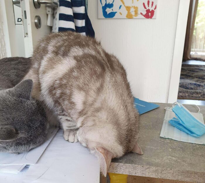 Dear Internet, I Present You My Cat Sleeping