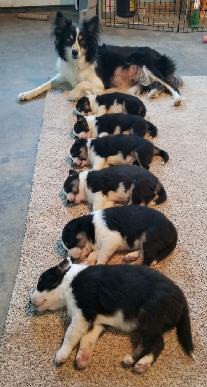 Little Puppers Doing A Synchronized Sleep
