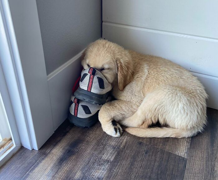 This Is Otis. Otis Sleeps In My Shoes