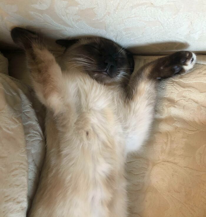 Who Even Sleeps Like This?