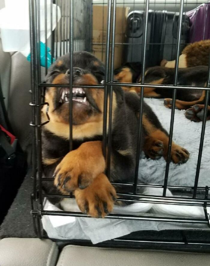 Rottie Likes To Sleep Like This