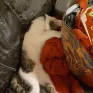 goldleprikon_lmm avatar