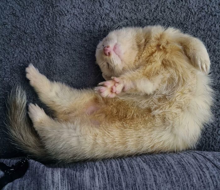 Found This Little Guy At The Bottom Of Our Garden. He Was In Bad Shape But He's Improving. The Hard Work Of Forming A Bond With Him Is Paying Off