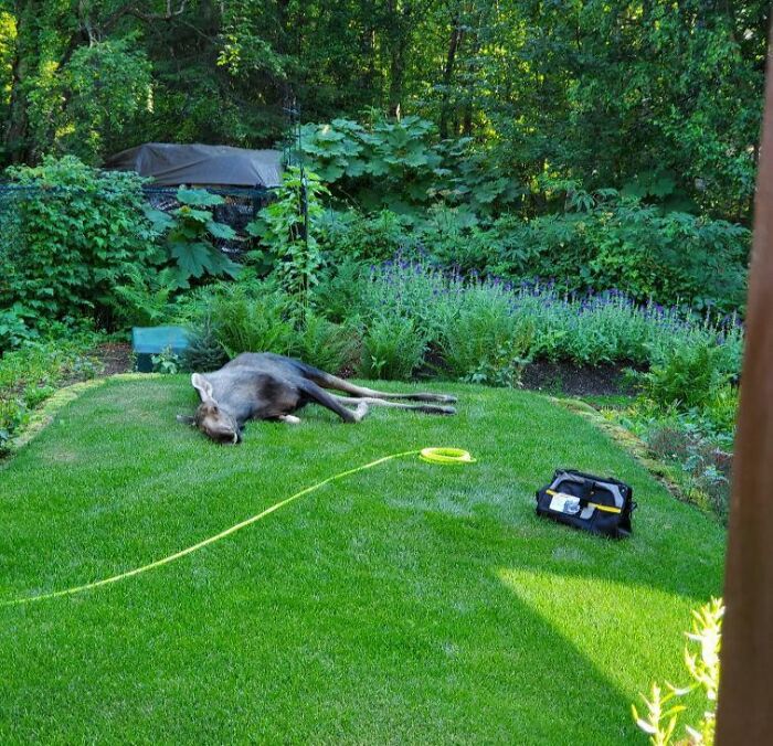 Moose Taking An Afternoon Nap In My Dad's Garden