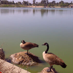 thangnguyenmightychuot avatar