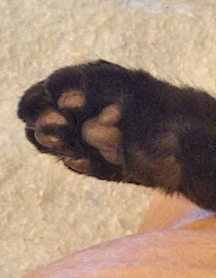 My Recently Passed Baby Girls Bean Pad