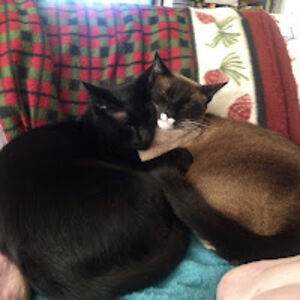 beasleysweets avatar