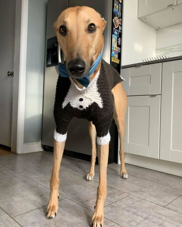 Knitted My Greyhound A Suit For My Wedding Next Weekend