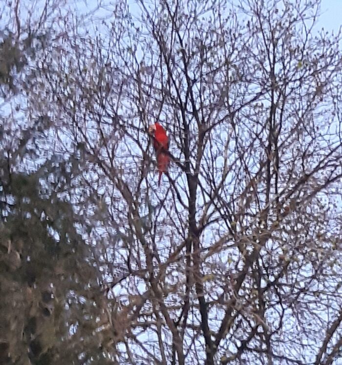 A New Vet Clinic Opened In My Town And Today His Parrot Escaped And He Tried To Bribe Her Down For 40+ Minutes