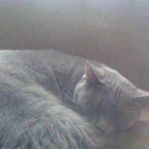 isabellerousset avatar