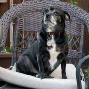 ladyvisonthemove avatar