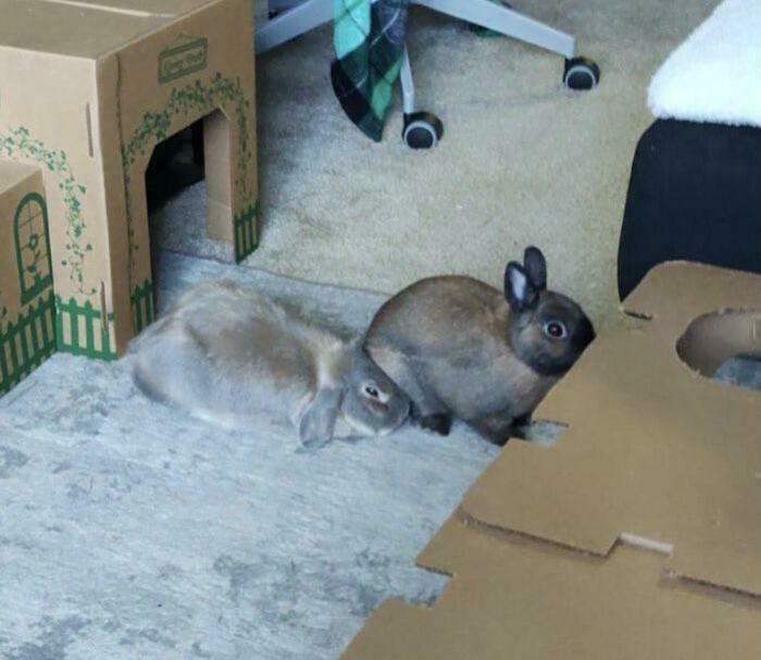 Chester Is Getting Revenge For All The Times Cinnamon Has Sat On Him