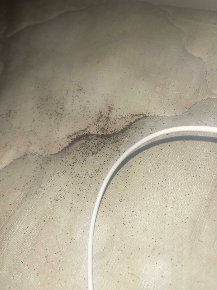 These Little Specs On My Bed? Every Time I Dust Them Off, They Reappear Within 2 Hours And I Have No Idea How. They Just Kind Of… Spawn? It’s Really Grossing Me Out