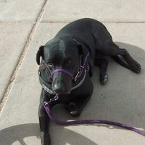 pieintheskyami avatar