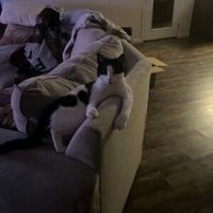 sharon_studebaker avatar