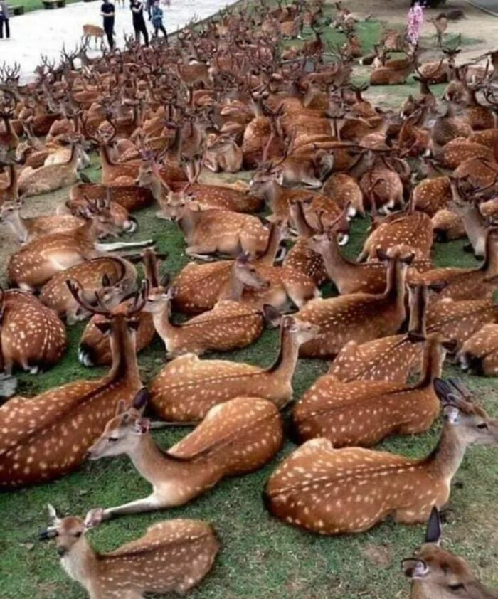 Nara Deer In Japan