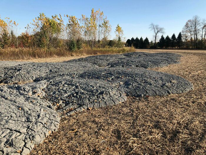 What Is This Dried Black/Grey Ooze Showing Up In A Neighbors Field? Amount Seems To Be Increasing The Past Few Days