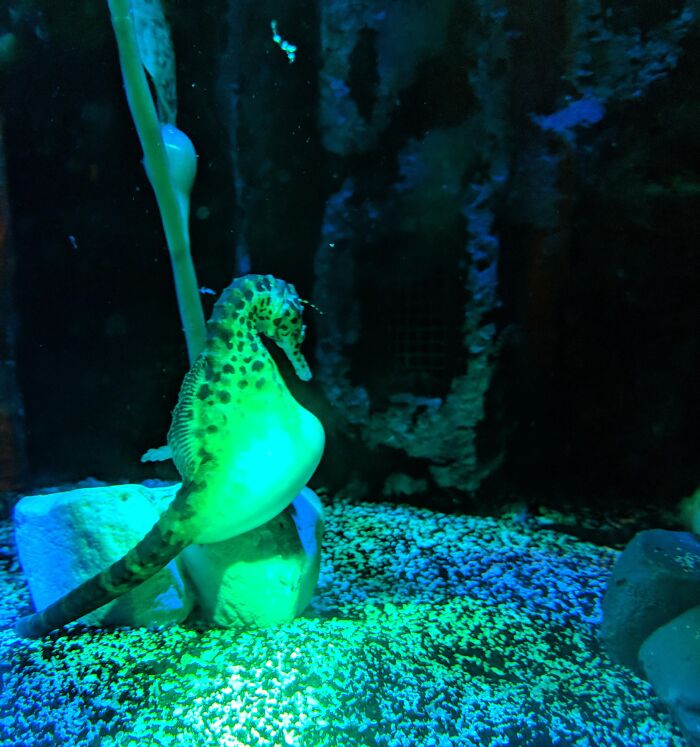 Pregnant Male Seahorse