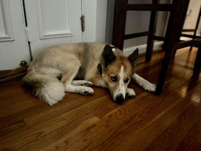 Adopted This Sheltie Mix After A Life On The Run In Ky