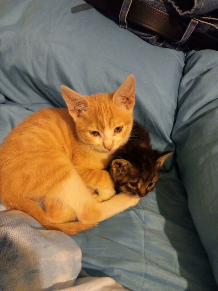 Nala estaba un poco sola, así que adopté un hermano para ella. Este es Aurum