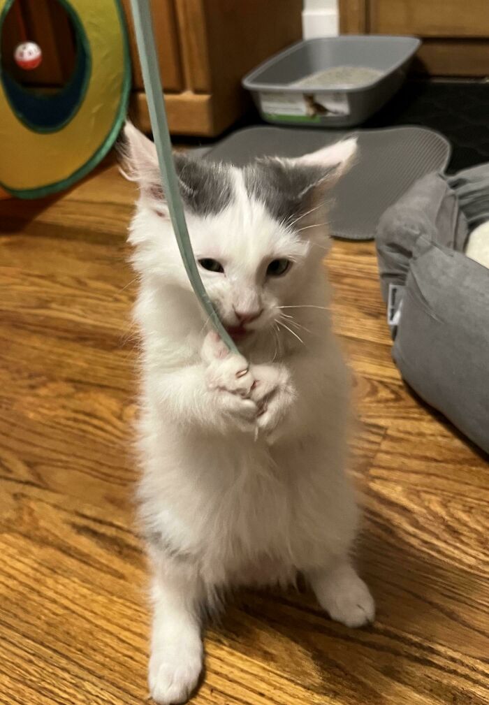 Just Adopted This Smol Goblin! His Name Is Merin