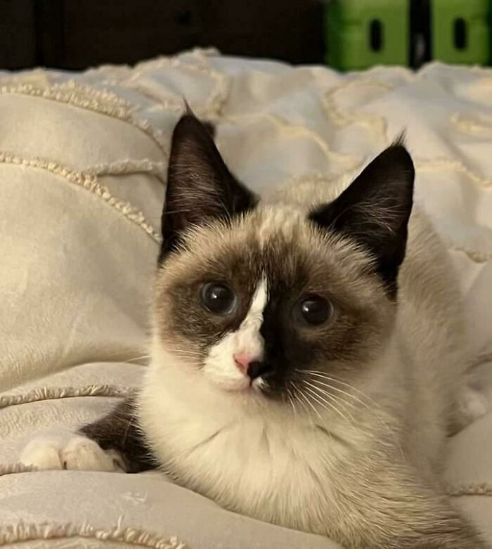 I Adopted The Cutest Little Guy This Week!