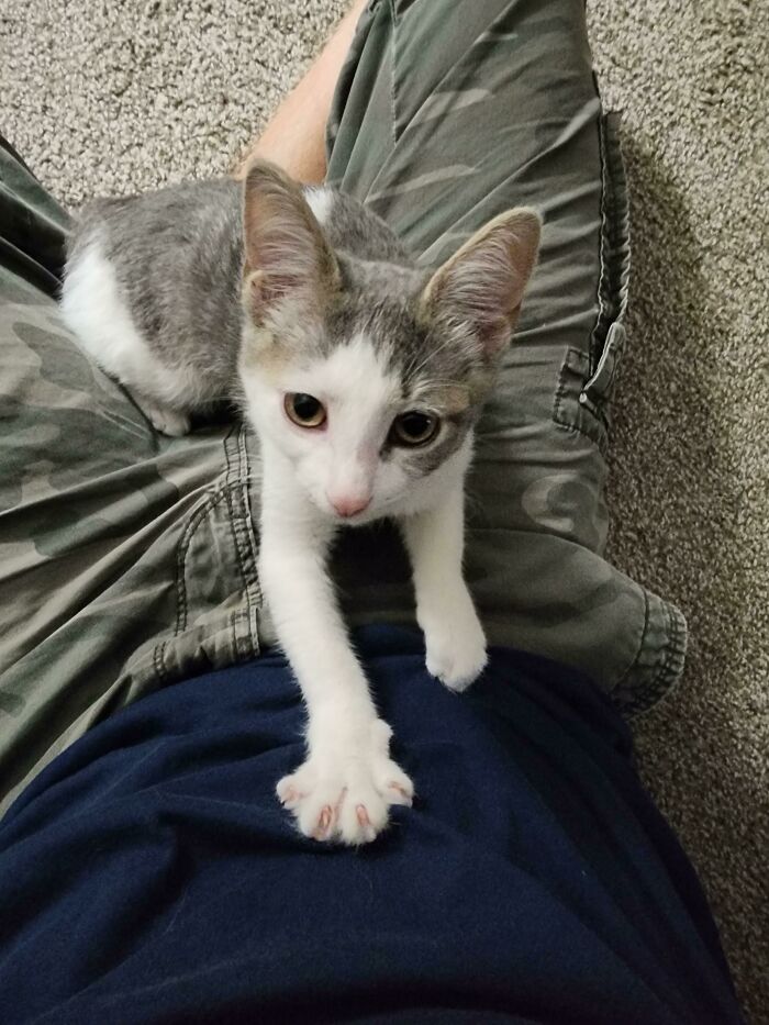 I Just Adopted This Little Bundle Of Joy From The Humane Society