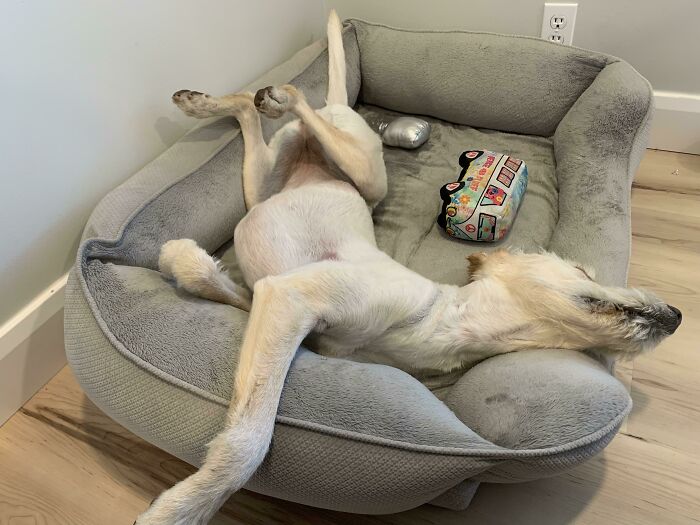 Adopted My First Dog Ever Now I Work From Home. I Think This Means She’s Comfortable With Me