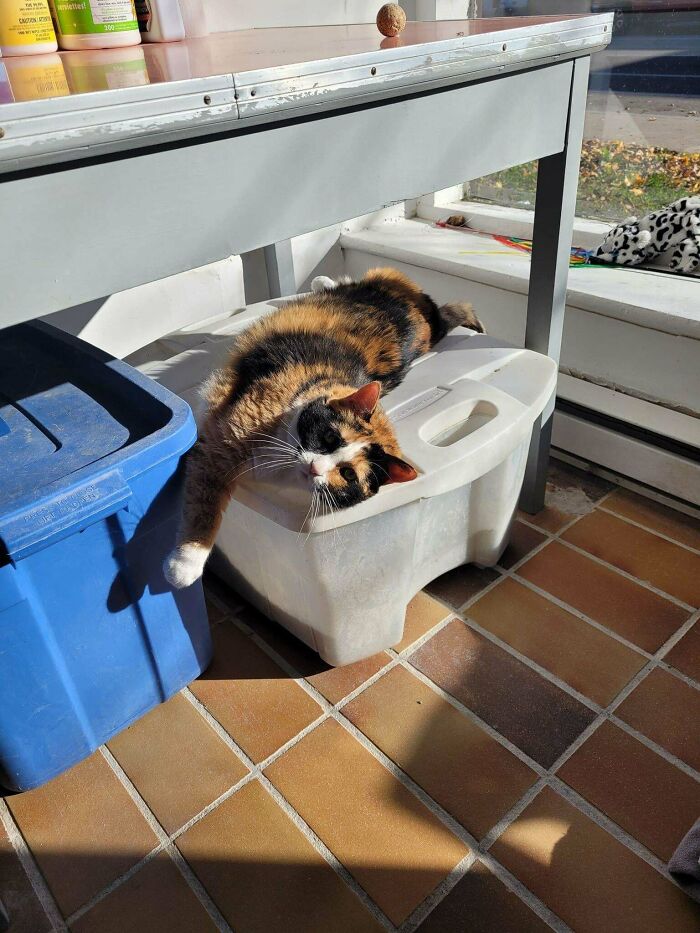 This Is Sophia From Our Shelter. She’s Almost 10 Year Old And Today She Was Adopted!!! What A Great Day For Her