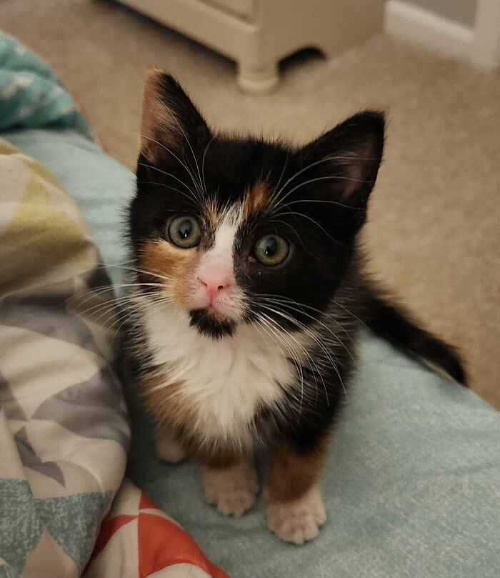 Just Adopted This Kitten Yesterday. Meet Chloe!