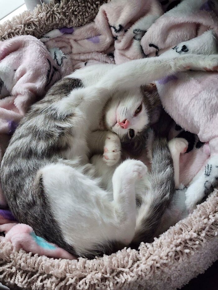 I Adopted Nova 2 Weeks Ago And She's Definitely Made Herself At Home