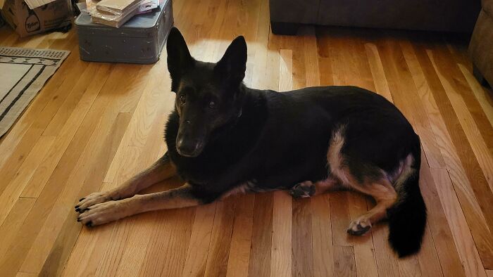 Foster Fail Meet Our New Adopted Girl Zora!