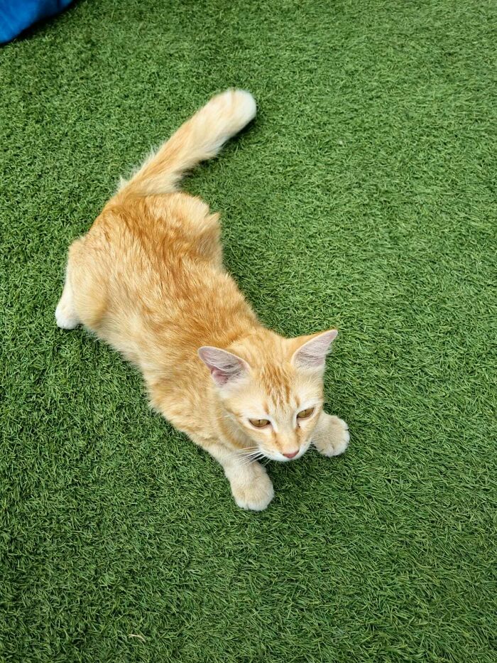 I Guess I Got Adopted Today