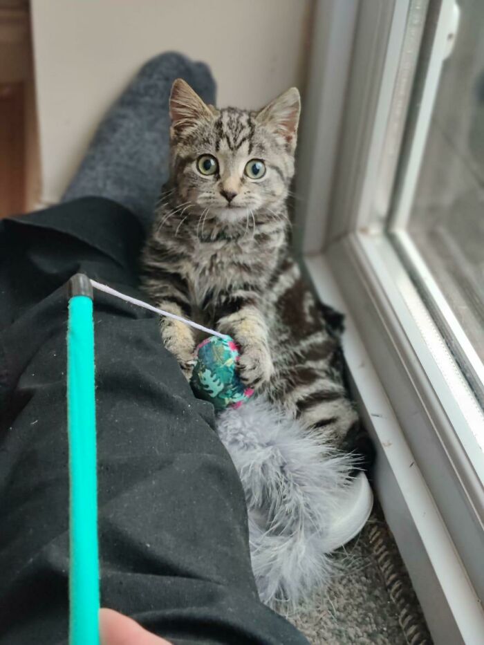 Este es Bubble. Lo adoptamos sabiendo que era salvaje y que probablemente nunca se acercaría a nosotros. 3 días con él y ya estamos estableciendo contacto