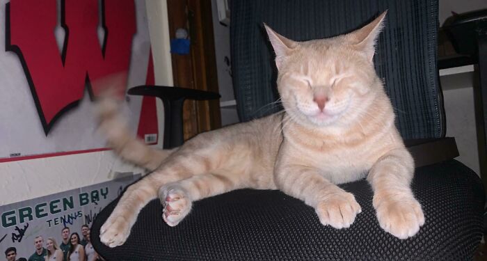 Nuestra familia adoptó un gato hoy. Juro que está sonriendo